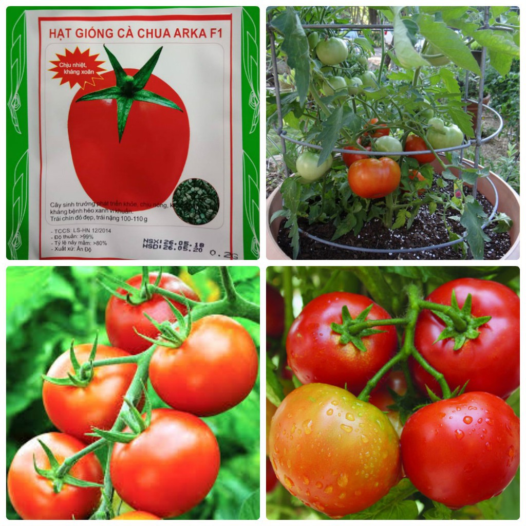 Combo hạt giống cà chua