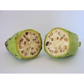 CÂY CHUỐI HỘT GIỐNG