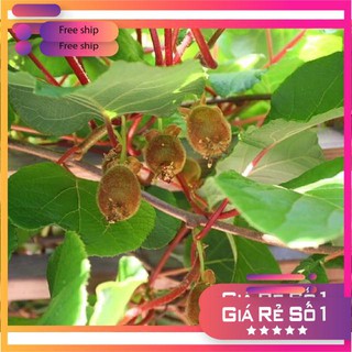 Hạt giống Kiwi