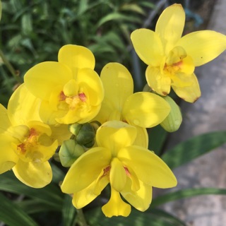 Cây Lan chu đỉnh vàng