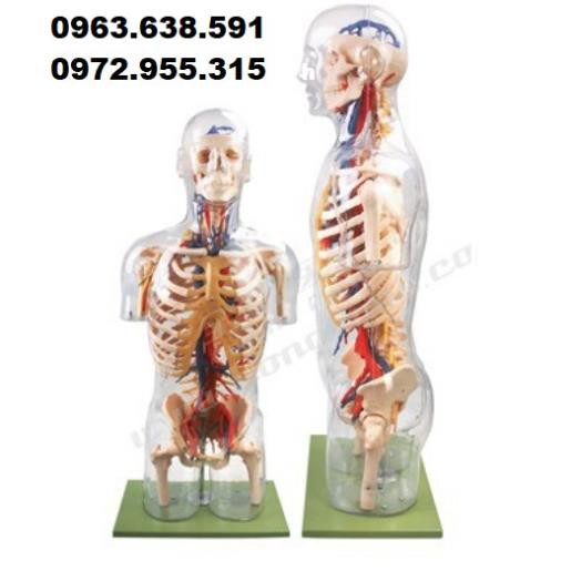 MÔ HÌNH GIẢI PHẪU THẦN KINH, MẠCH MÁU NỬA NGƯỜI
