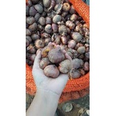 1kg Củ giống hoa lay ơn  đã được kích mầm và xử lí nấm