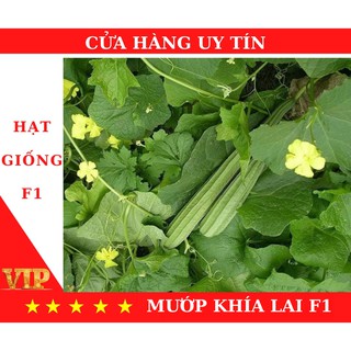Hạt giống mướp khía lai F1 siêu trái