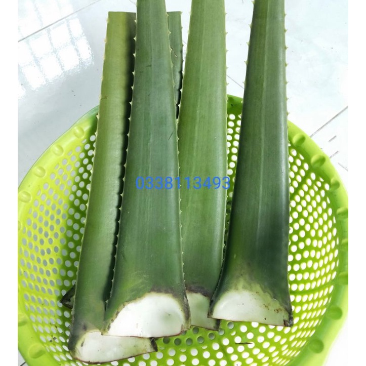 Bẹ Nha Đam - Lá Nha Đam  Nhà Tự Trồng