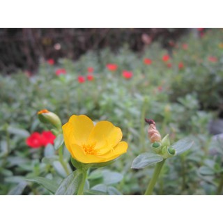 100 hạt hoa 10h sam (hoa sam)