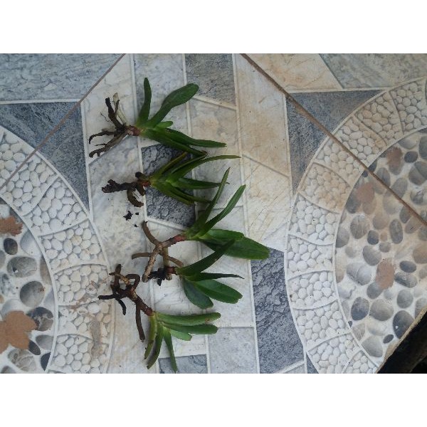 29.09 Combo 5 cây giống lan Hoàng nhạn