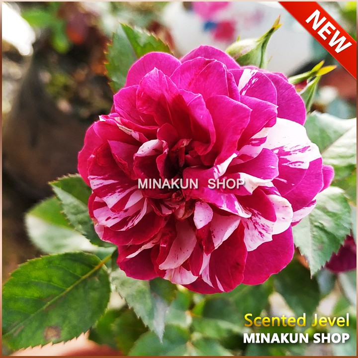 Hoa hồng ngoại Scented Jevel tím cực thơm - MinaKun Shop