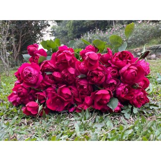 NƯỚC CẤT HOA HỒNG KAROSE BLACK FRIDAY