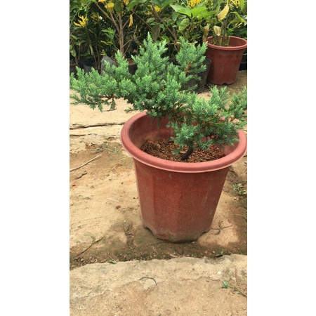 Cây tùng xà  làm cảnh, trồng non bộ, bonsai tuyệt đẹp