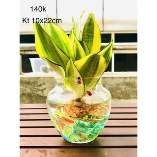 Chậu thuỷ sinh lưỡi hổ thái vàng