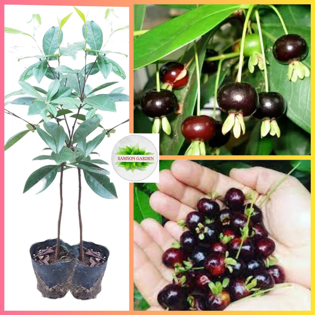 Cậy Giống - Cây Cherry Nhiệt Đới Cao Khoảng 70cm - Giống Bên Tre Siêu Sai Quả SAMSON GARDEN