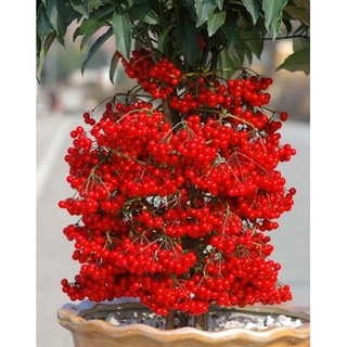 Cây kim ngân lượng- cây phong thủy để bàn
