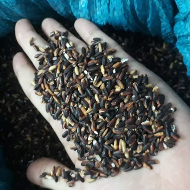 Gạo Nếp Cẩm Điện Biên