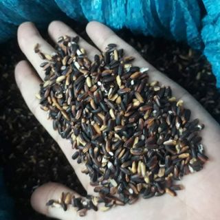 Gạo Nếp Cẩm Điện Biên