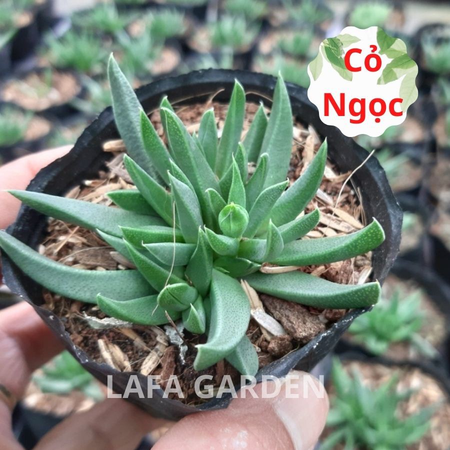Sen đá bầu Đà Lạt - Combo 12 giống sen đá ngẫu nhiên đẹp nhất vườn LAFA GARDEN