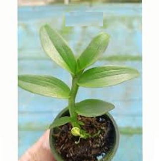 Lan phi điệp đột biến HỒNG Á HẬU