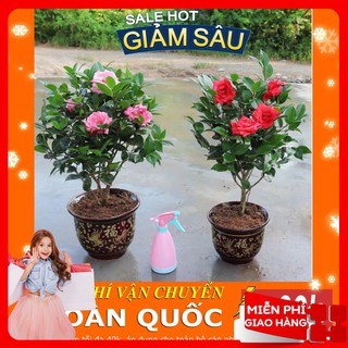 Hạt giống hoa trà mi - 5 hạt / gói