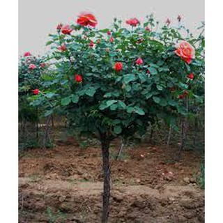 2 gốc hồng ngoại và 2 gốc hồng leo