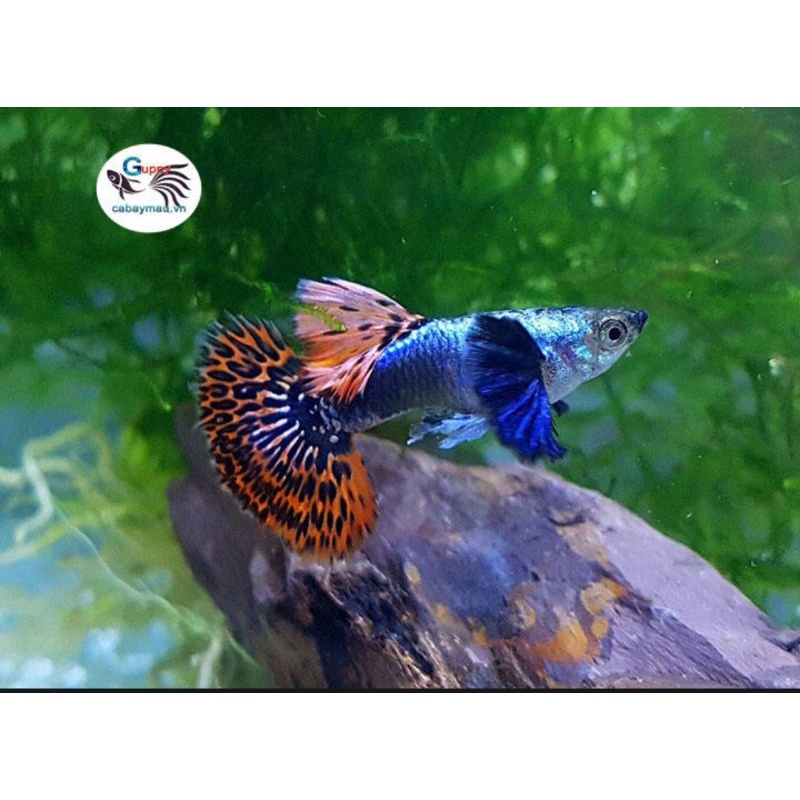 THỦY SINH đuôi Khổng Tước Siêu Đẹp size vừa-1cặp tặng thức ăn