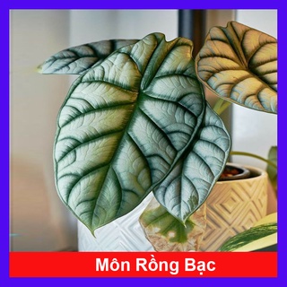 Môn Rồng Bạc ( Alocasia Baginda Silver Dragon ) - cây cảnh để bàn