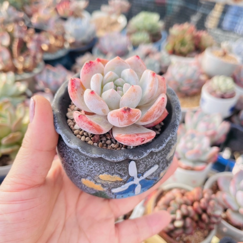 Sen đá Monre cam thuần xứ nóng kèm chậu ngẫu nhiên