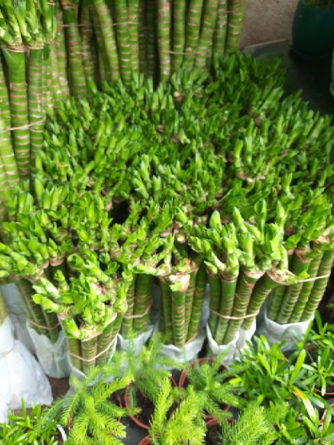 Phát Tài Thủy Sinh khúc 30 đến 40