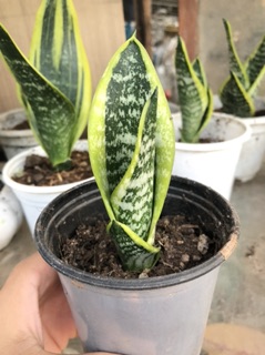 Cây lưỡi hổ thái mini