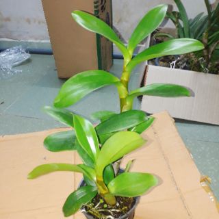 Hoa lan Denro nắng bò vàng