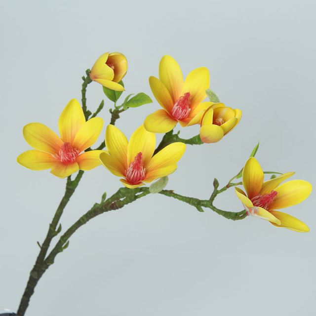 Cành mộc lan cao su vàng