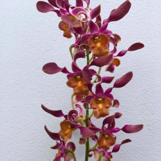 Các loại nắng cây giống
