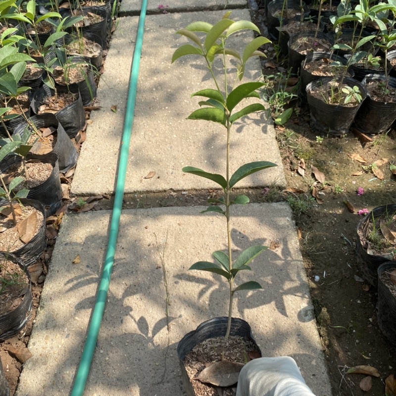 Cây mộc hương ta cao 30-40cm trồng trong bầu đen