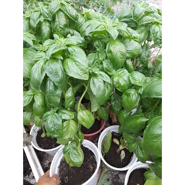 Cây rau gia vị Basil, quế tây, quế Pháp màu xanh, tím