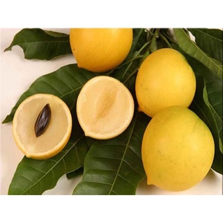 Cây giống vú sữa hoàng kim ghép ( giống cây ghép cho quả siêu sớm sau 18 tháng ].