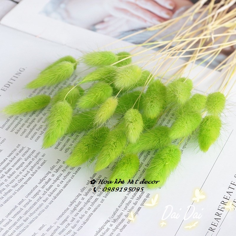 🍁Hoa khô trang trí phòng🍁 Bó Hoa Đuôi thỏ bông xù xinh xắn🍁