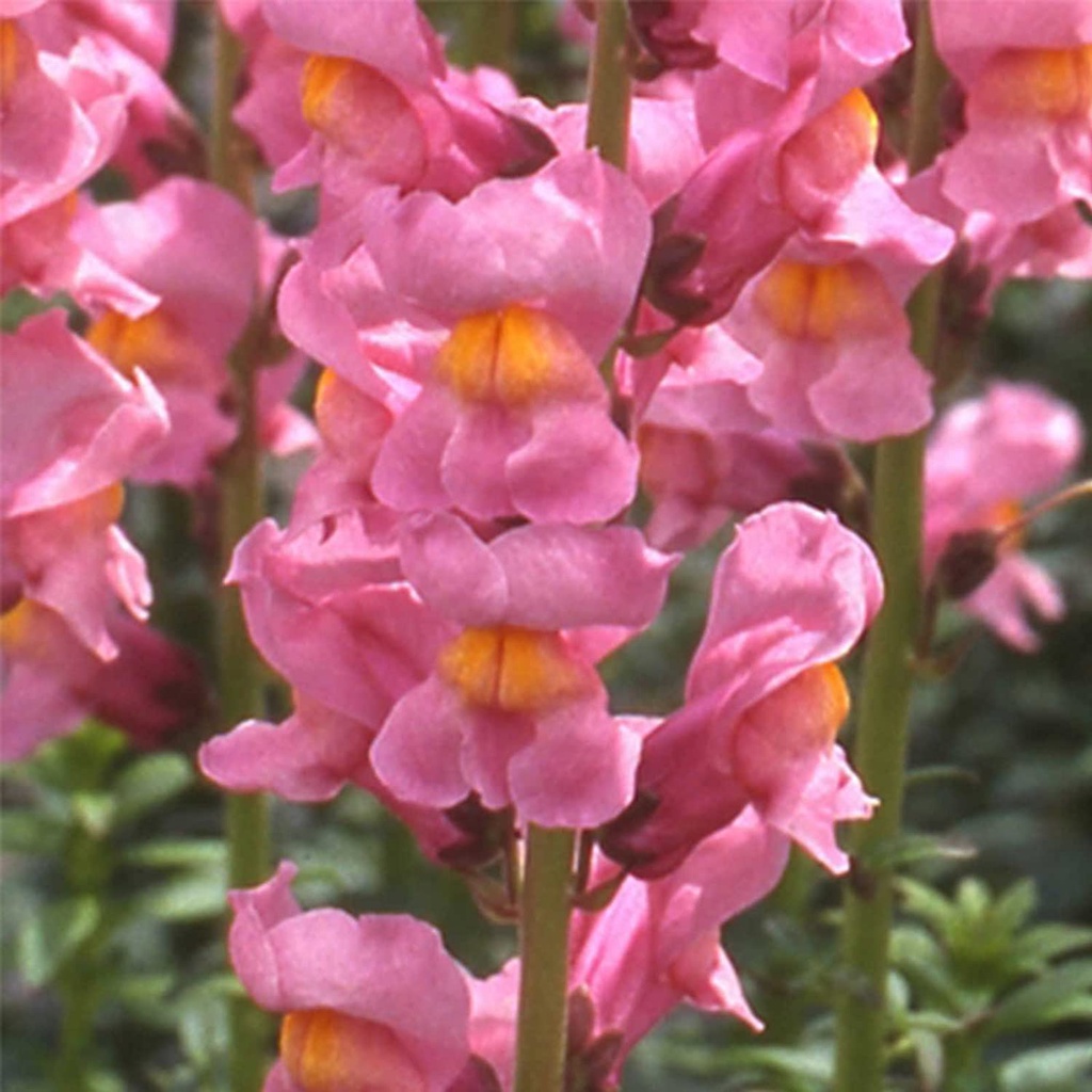 Hạt giống hoa Mãn Đỉnh Hồng Snapdragon - Dòng tên lửa F1 - Hoa trắng - Vườn hoa hàng năm - Hoa viền