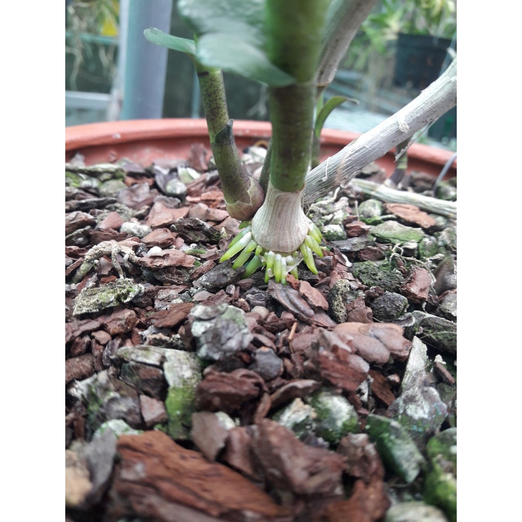 [Hàng chuẩn zin]Vỏ thông trồng Lan - Đã qua xử lý 2-4 cm [Hàng đẹp] | BigBuy360 - bigbuy360.vn