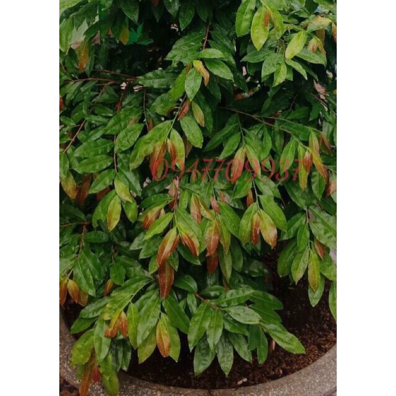 50g Phân Bón Phục Hồi Cây Mai ra rễ mạnh, đâm chồi nhiều,to nụ, to bông, gốc to, cây xanh dày lá tốt xum xuê gói 50g