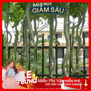 Hạt Giống Mướp Rắn F1 - 3 Hạt / Gói