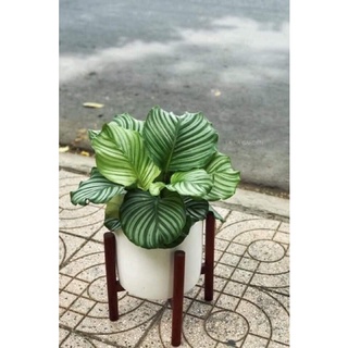 Cây đuôi công xanh bao đẹp
