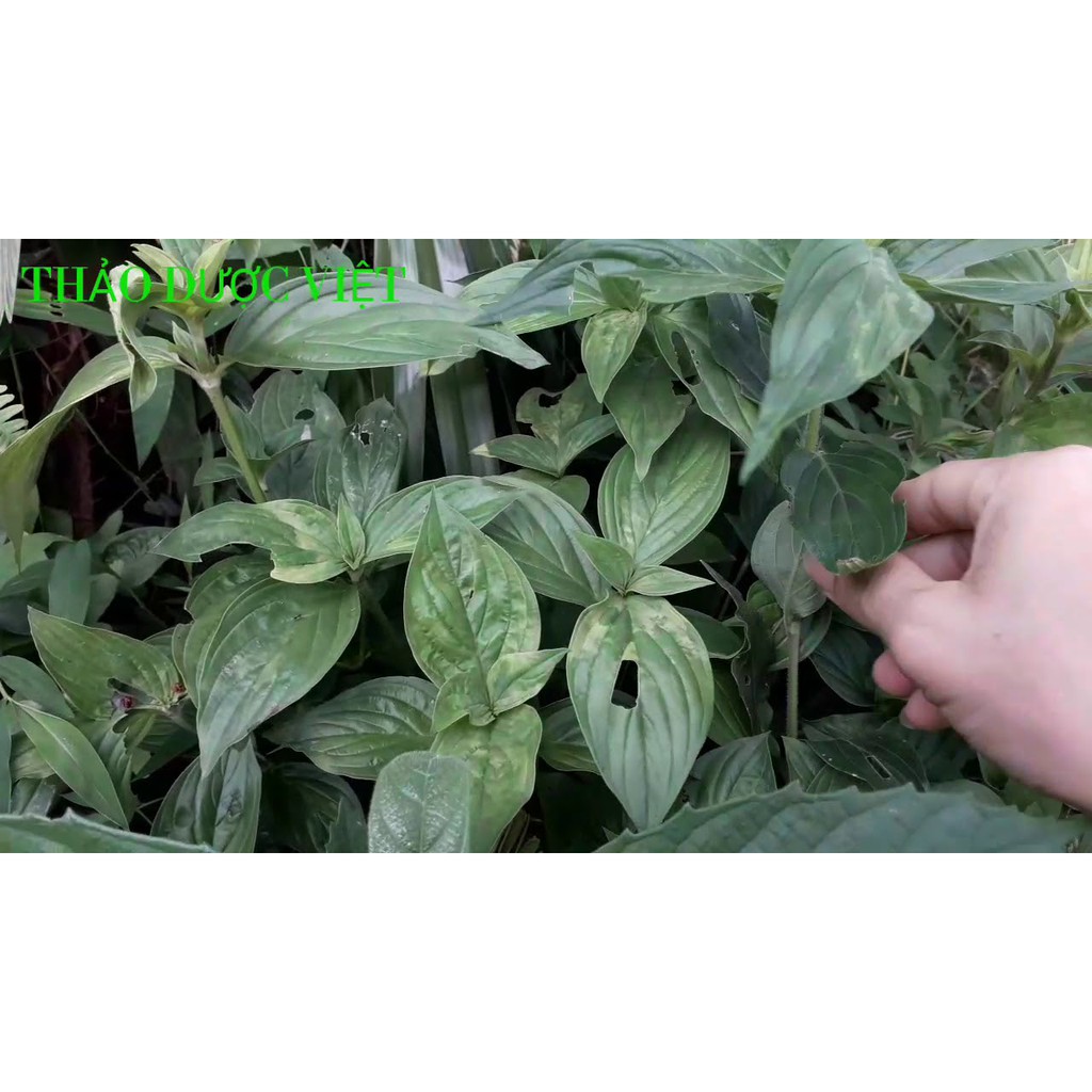 Cây dạ cẩm thượng hạng JINDO 1kg