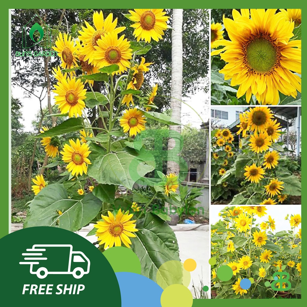 Hạt giống hoa hướng dương siêu bông nhụy vàng - hướng dương tháp - gói 30 hạt y hình