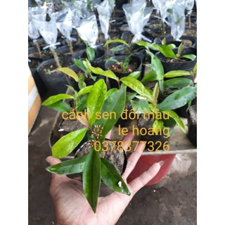 cánh sen đổi màu (cây giống)