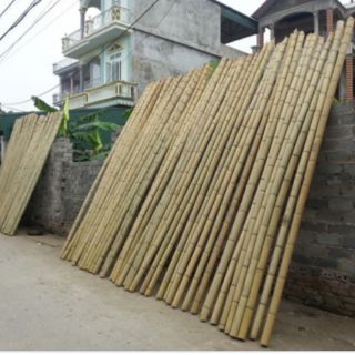 1kg Nan lồng các loại