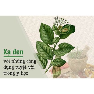 Xạ Đen Hòa Bình ( 80% Lá - 20% Cành )