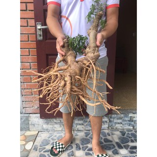 Củ đinh lăng tươi 1,5kg (hàng có sẵn)