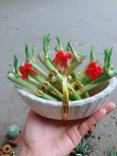 Chậu Trúc Phát Tài