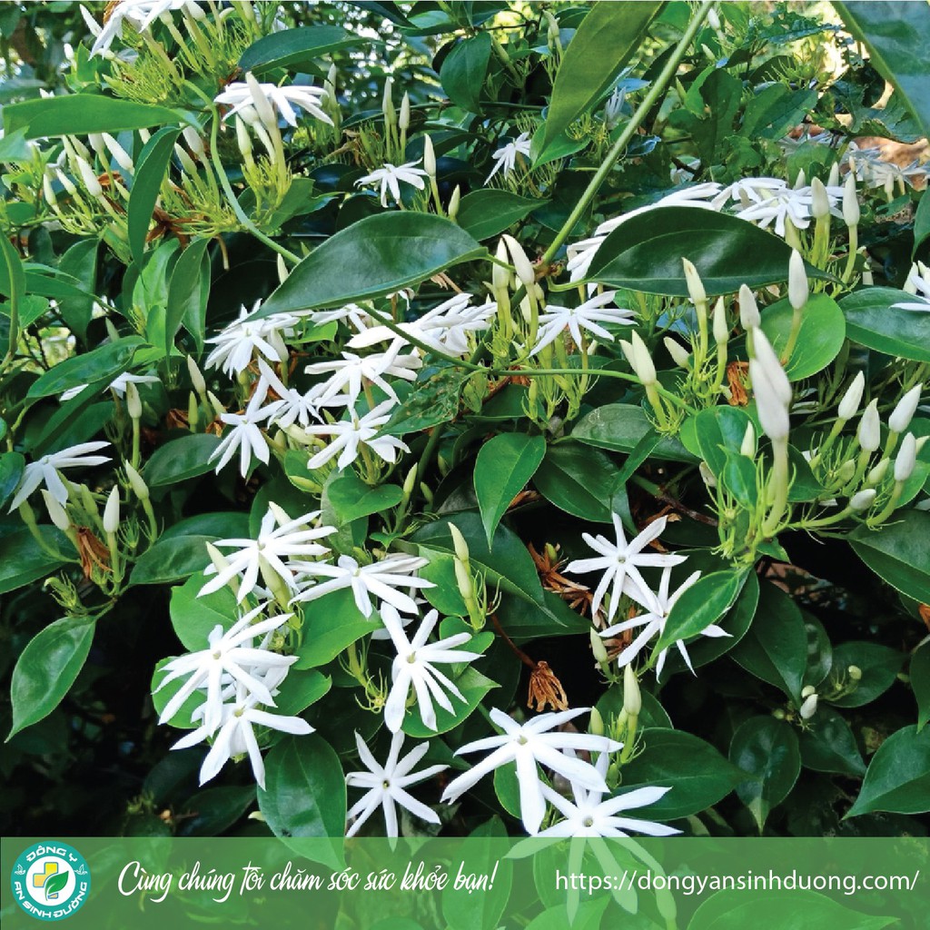 [1kg] Chè vằng sẻ - Lợi sữa, giảm cân, cho vóc dáng đẹp | BigBuy360 - bigbuy360.vn