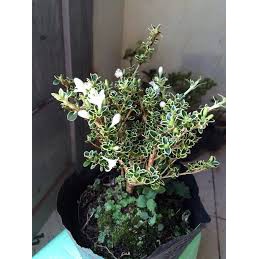 CHẬU BẠCH TUYẾT MAI--CÂY NGÀN SAO--SIÊU ĐẸP