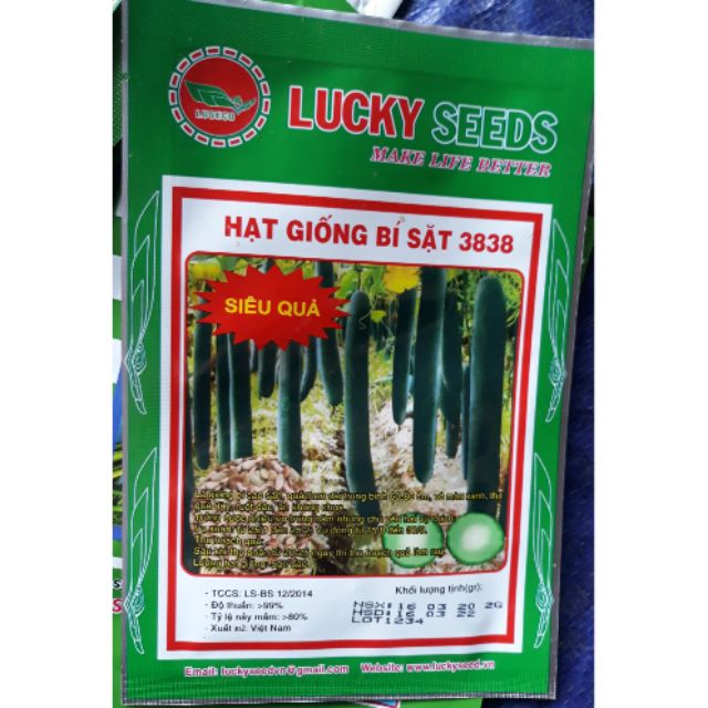 Hạt giống bí sặt 3838 siêu quả