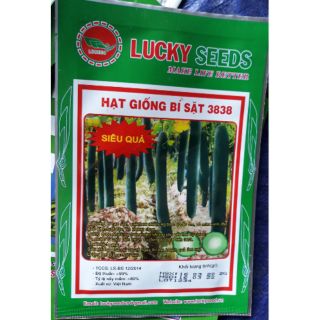 Hạt giống bí sặt 3838 siêu quả